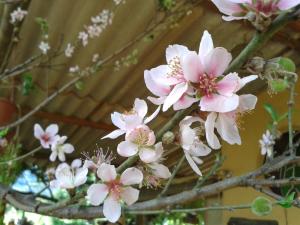 Casinha Fulô do Bongue - 6 km from Serra dos Alves