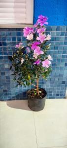 Ap2 30 minutos de gramado com vaga centro igrejinha