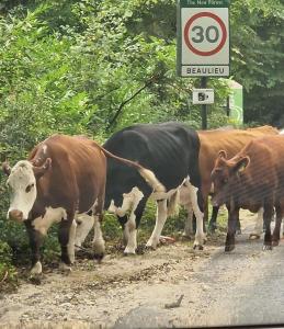 SeaBreeze438 Southampton