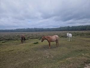 SeaBreeze438 Southampton