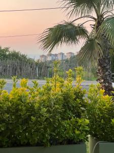 Sea and Natural Adalet Suits