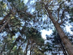 Crosswinds Resort Studio Double Suite