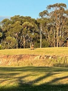 Arcadian Haven Farm Stay - 25 spectacular acres