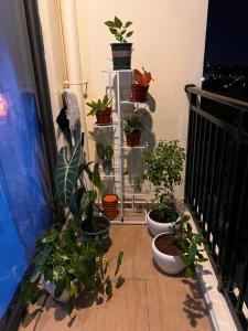 The green nest
