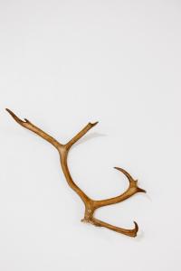 Santas Aurora Wonderland