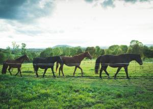 Reiterhof Schaarschmidt