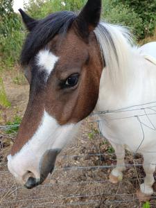 Affittacamere Paradiso, turismo rurale
