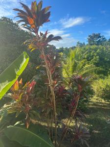 Appartement Le Manguier - Ubytování bez kategorie ve městě Vieux-Habitants