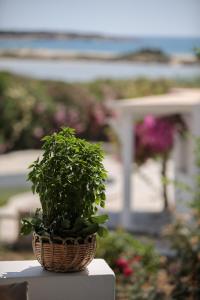 Salty 2Br Apartments Sea View Naxos - Glyfada Beach