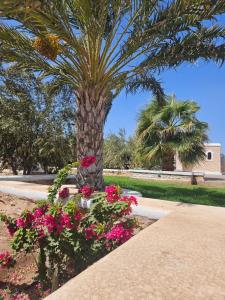 Villa Tayri - Sidi Kaouki - Essaouira