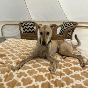 Naseem Farm Escape - dog-friendly camp site