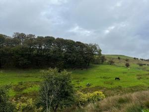 Cabin at Animal Rescue Sanctuary - Sleeps 2