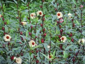 Lower Dover Jungle Lodge & Maya Ruins