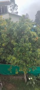 VHP luxury cottage kodaikkanal