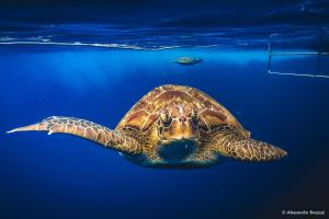 Manta Queen Similans Snorkel Cruise