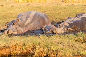 Chobe Water Villas