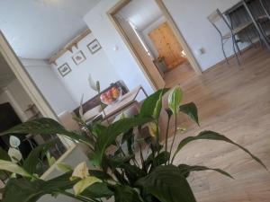 Twin Magnolias In Maksimir