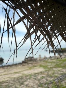 Delft Jungle Beachfront Villa