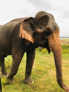 Natures peak Udawalawa