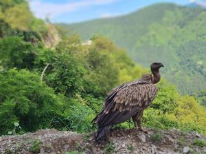 Awadh Niwas A Home in the Heart of the Forest