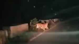 Awadh Niwas A Home in the Heart of the Forest