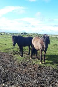 Guesthouse Spuni Cozy cottage 861 Hvolsvöllur