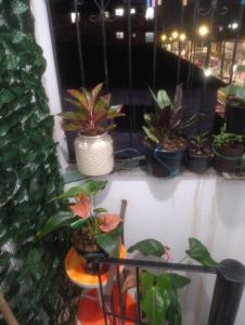 AP COP 30 Augusto Montenegro