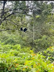 Casa Nube Resort Munnar
