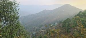 Awadh Niwas A Home in the Heart of the Forest