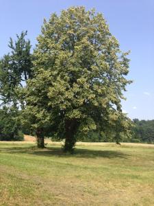 Ruhig gelegenes Ferienhaus für erholsamen Urlaub auf dem Land inmitten der Thermenregion Sloweniens