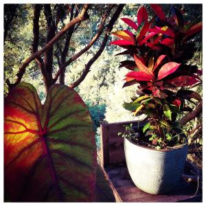 Stunning Cabin in Splendid Surroundings Cap Corse