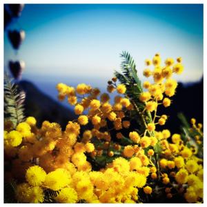 Stunning Cabin in Splendid Surroundings Cap Corse