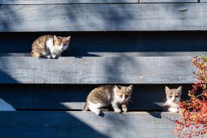 Pensiunea „Căsuța cu maci”