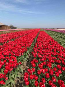Strandslag Appartement Casa Brownie