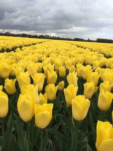 Strandslag Appartement Casa Brownie