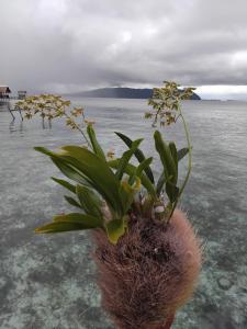 PESONA Homestay Arborek