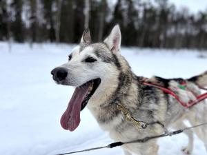 Cozy Arctic Lakeside Cottage with private sauna