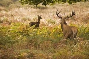 Paddock Lodge - Suites Wellness & Chambres dhôtes