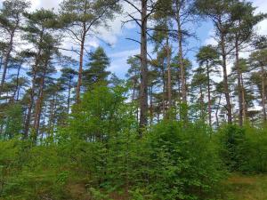 4 person holiday home in Oksbøl-By Traum