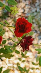 Casa para temporada em Pirenópolis