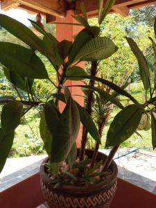 Casa para temporada em Pirenópolis