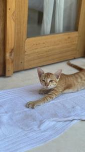 Sayamaya - Soft Opening