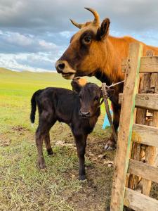 Yurt and Mongolian Ger