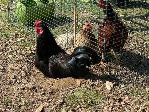 Hunters Cabin - Rustic farm stay