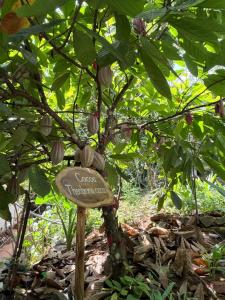 Ella nine arch spice garden