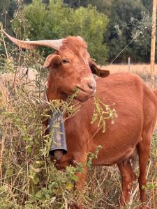 Matias Nature - Mountain Lodges in Serra da Estrela, Seia