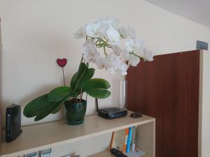 Park Apartments & Rooms Popovi