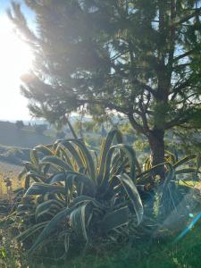 Farm Ca Nick