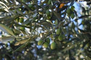 Matanovi dvori-Krka National Park