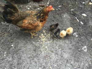 La maison de caroline